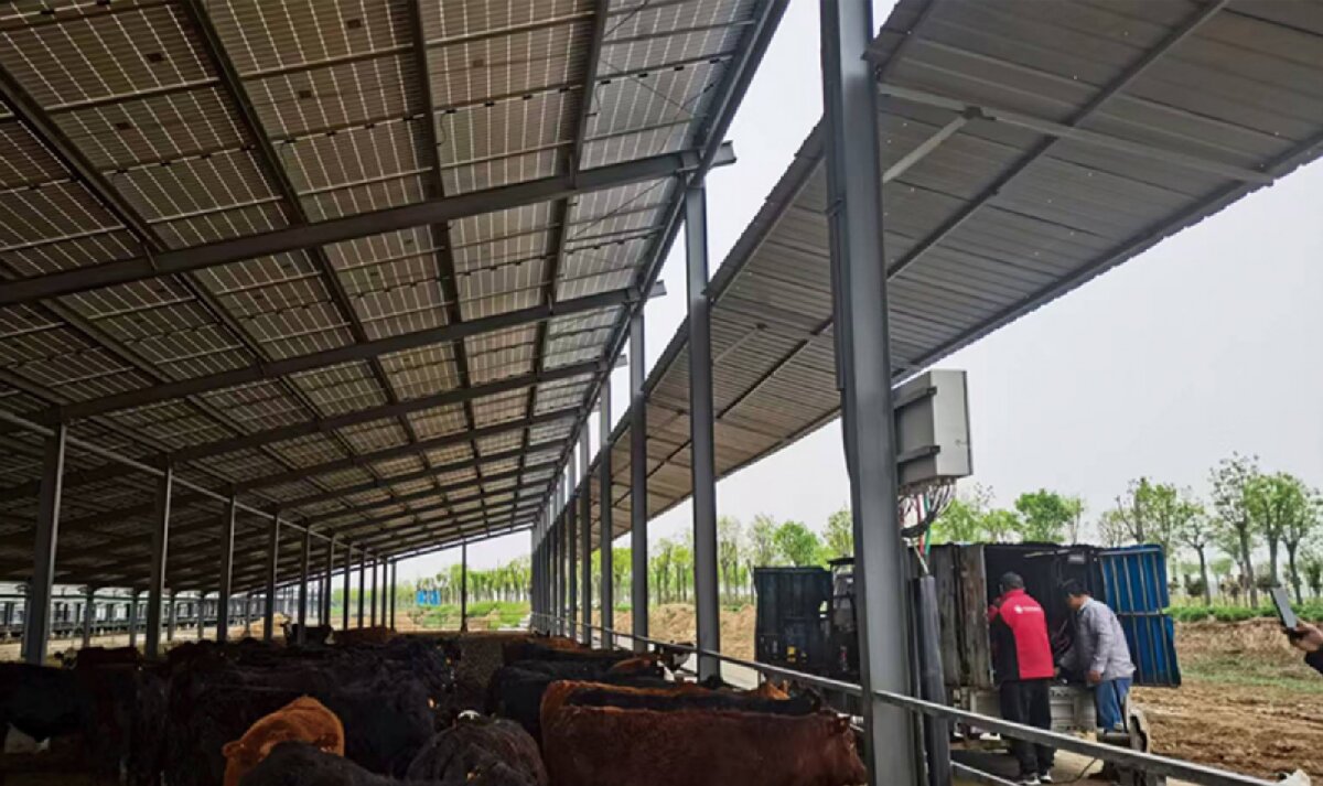 信橋鋼構(gòu)：打卡蒙陰農(nóng)業(yè)溫室大棚、青州黑牛養(yǎng)殖基地！(圖4)